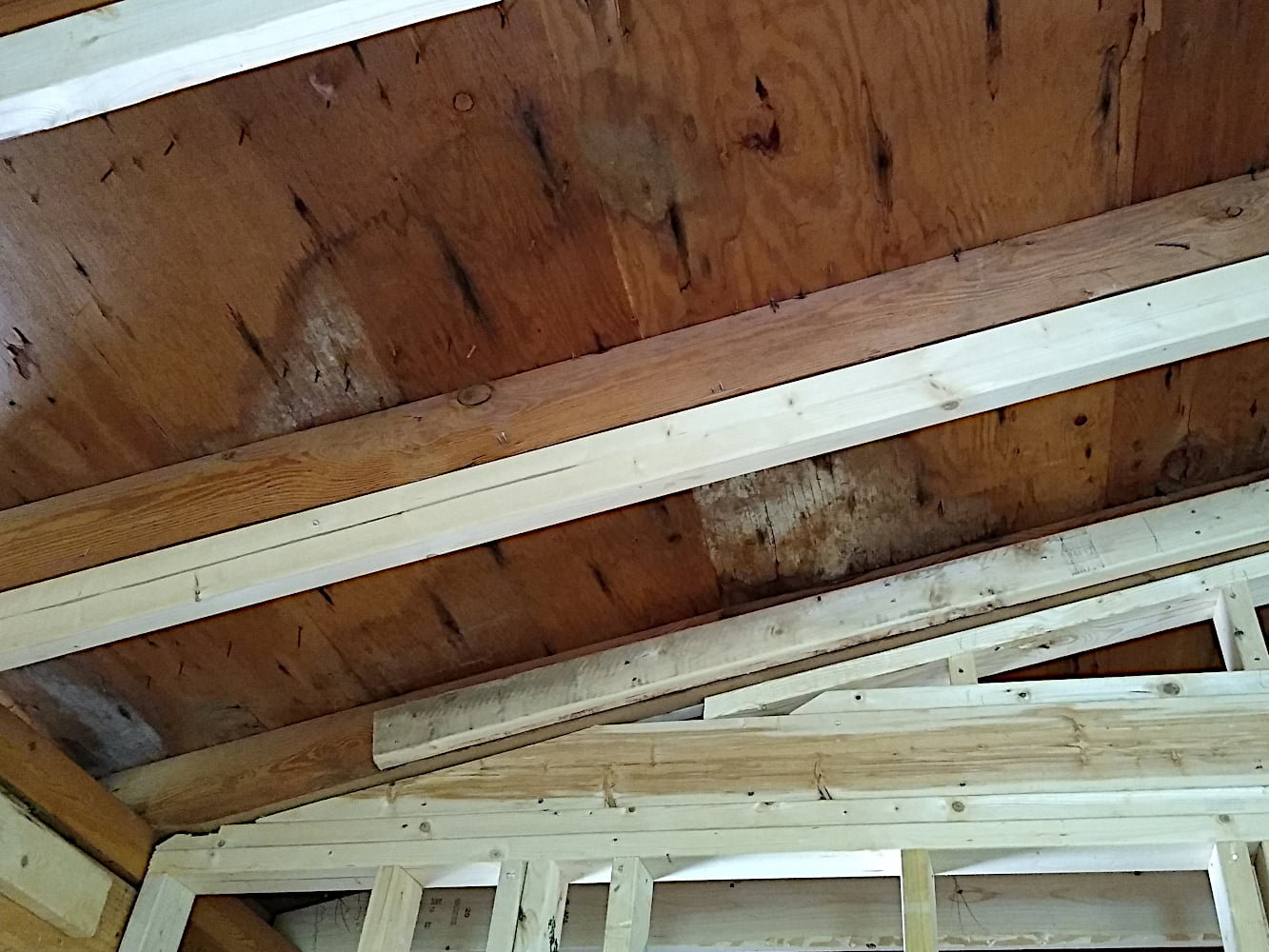 Fungus Infested Roof Sheathing