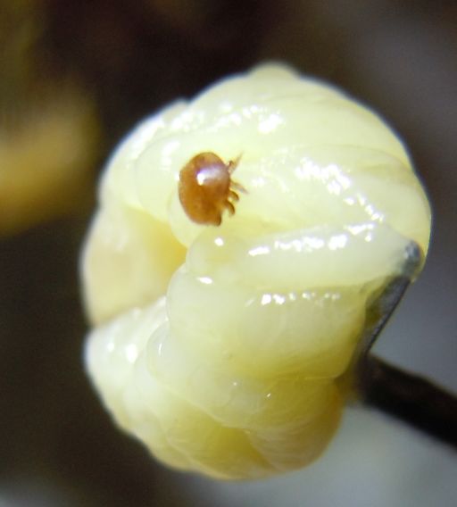 Varroa Mite on Honeybee Drone Larva