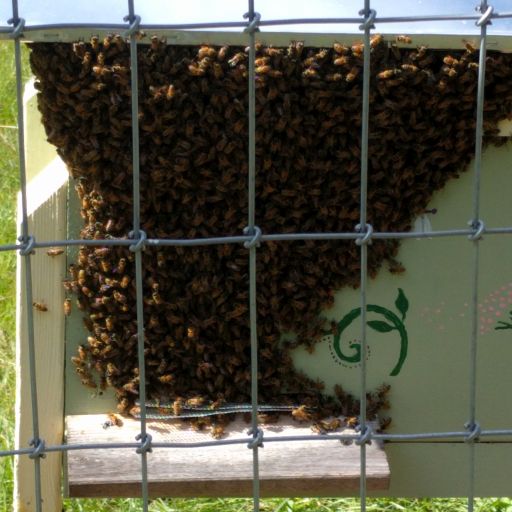   Honeybees locked out of their hive, congregating above the hive entrance.