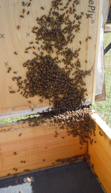 Homeless Bees Inside Hive 3