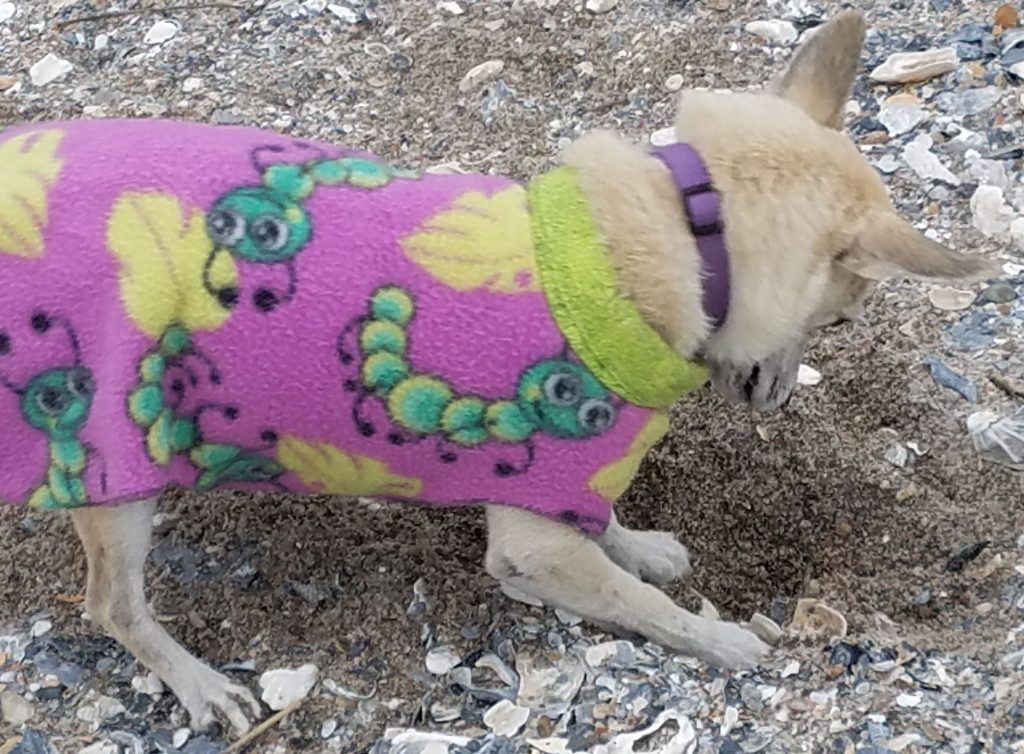 Peanut digging at the beach