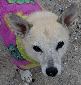 Peanut Closeup