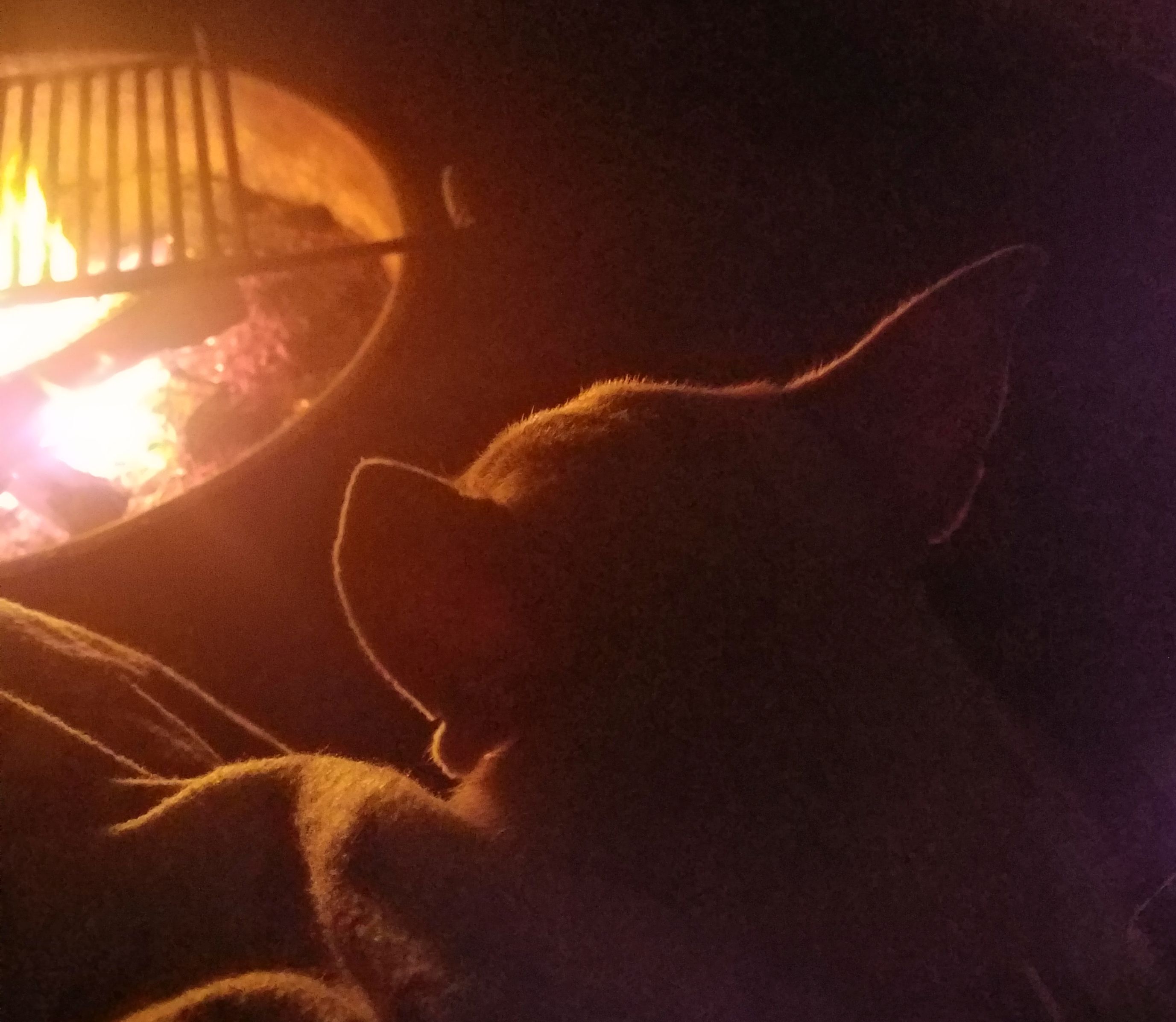 Peanut snuggling with mama by the campfire