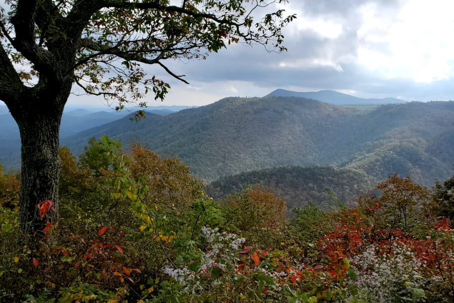 PArkway wildflowers