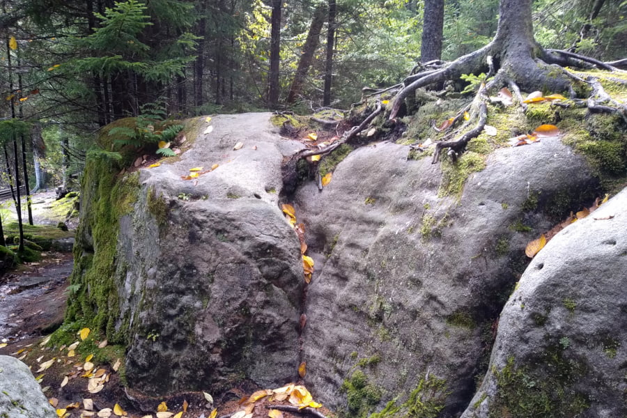 Red spruce growing out of solid rock